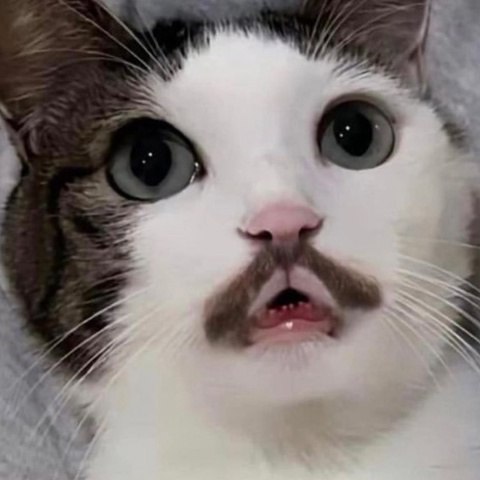 kitty image